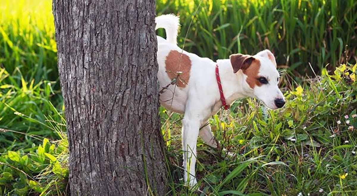 dog urinating on tree