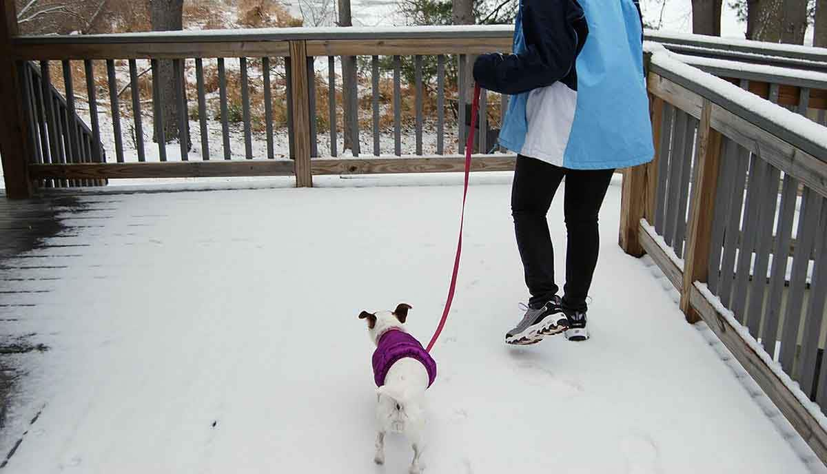 dog walk in the snow