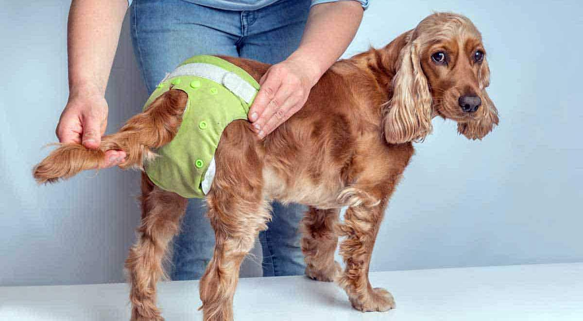 dog wearing diaper