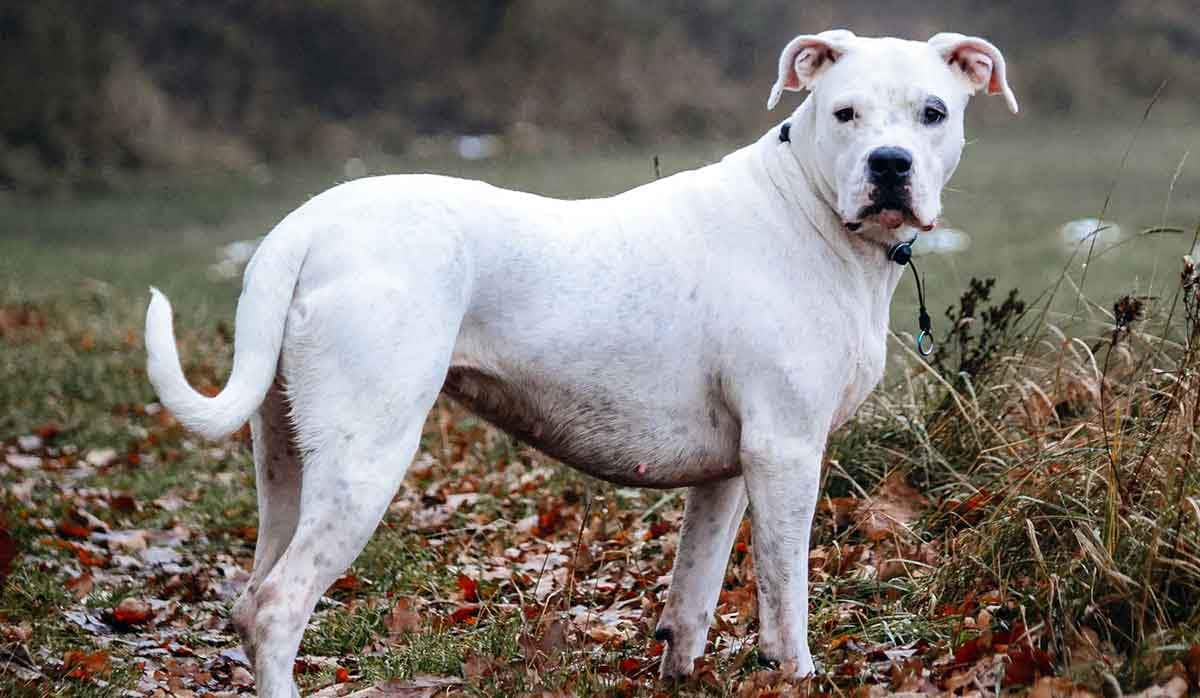 dogo Argentino dog standing in forest