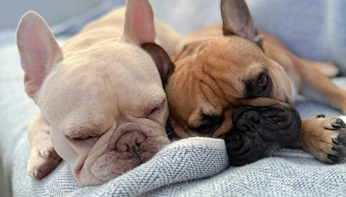 dogs sleeping cuddled