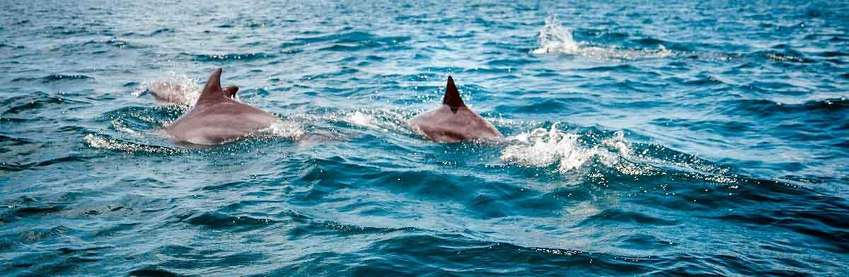 dolphins swimming together