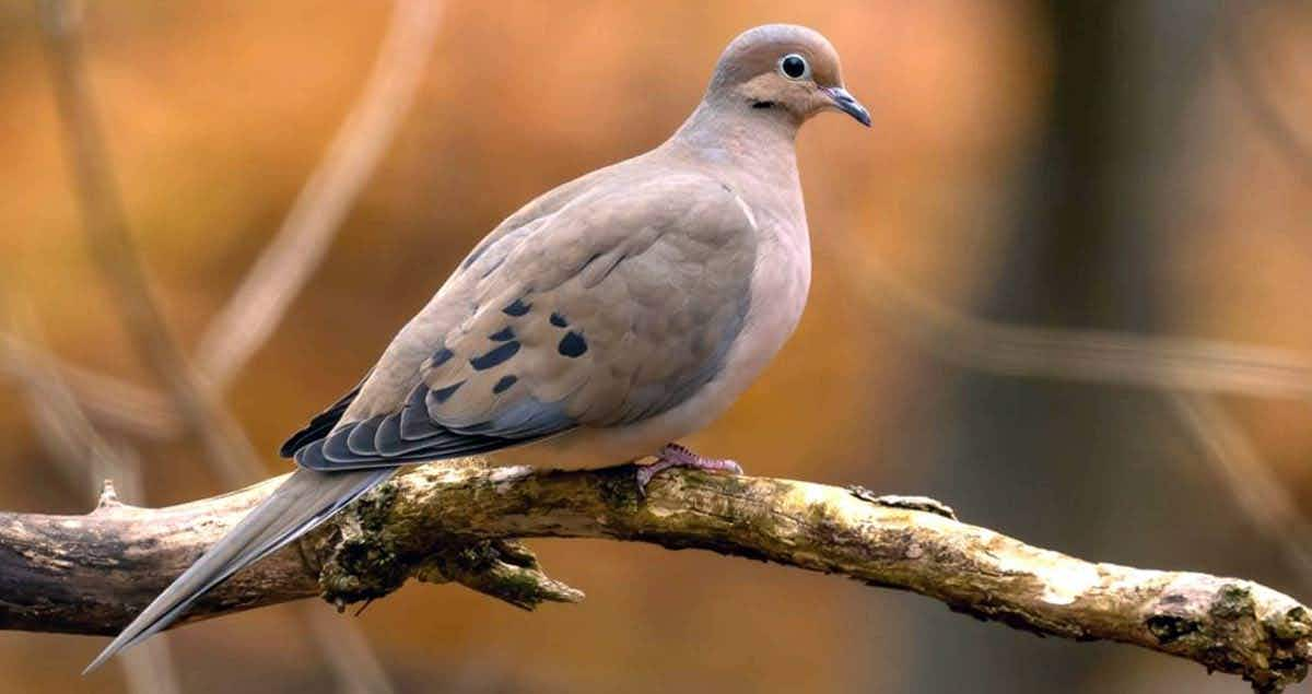 dove