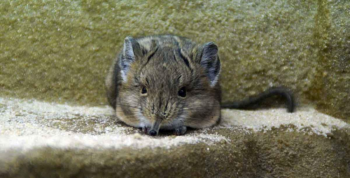 elephant jerboa