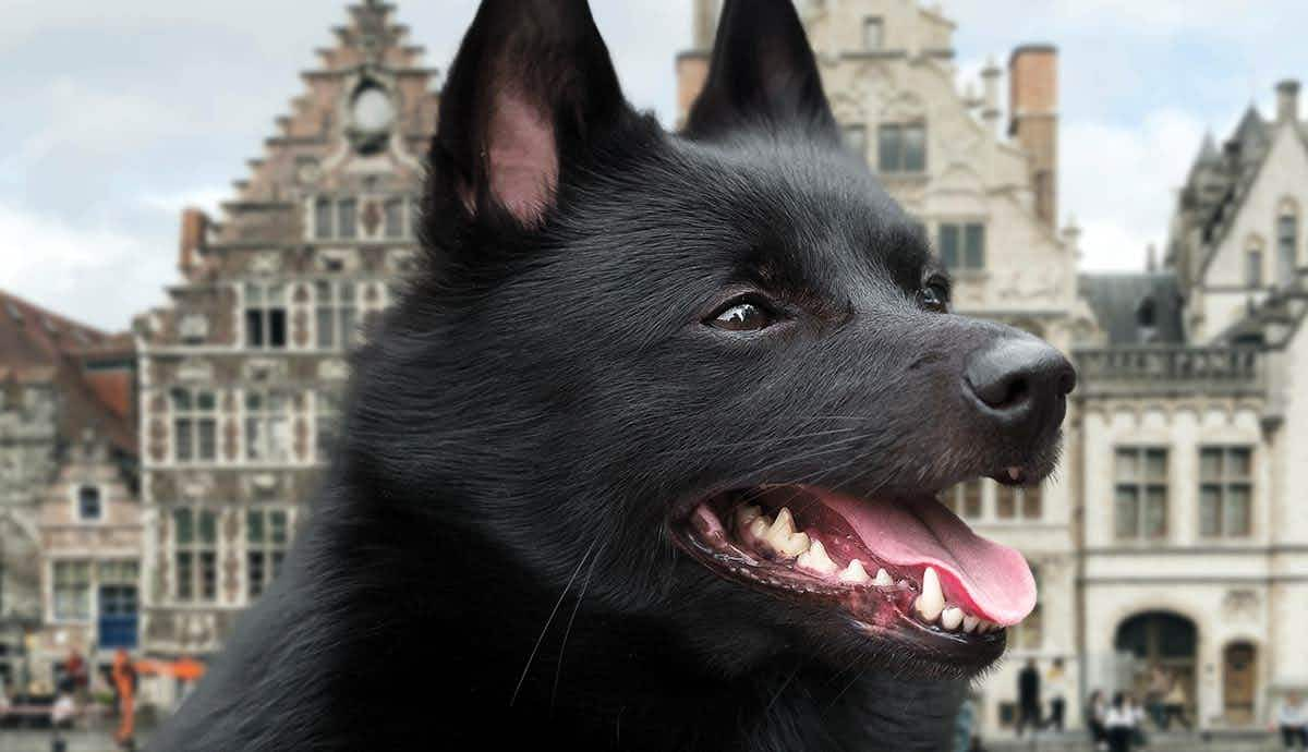 6 Facts About the Schipperke: Belgium’s Little Captain