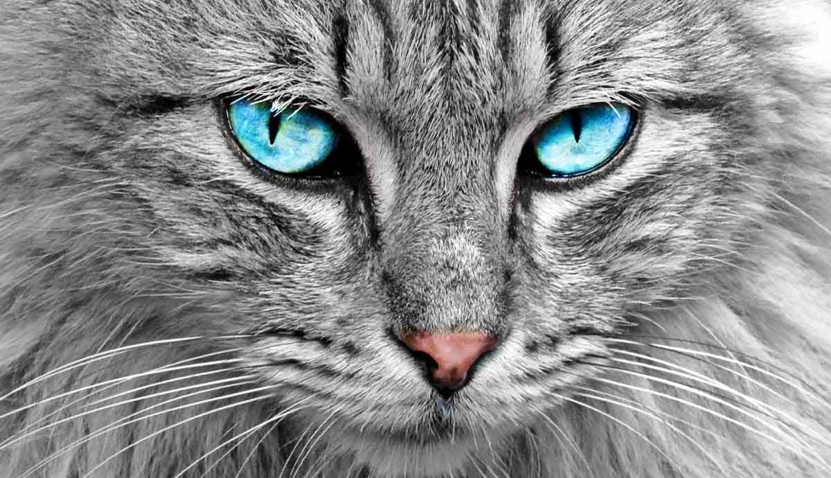 3 Fascinating Facts About Your Cat’s Eyes