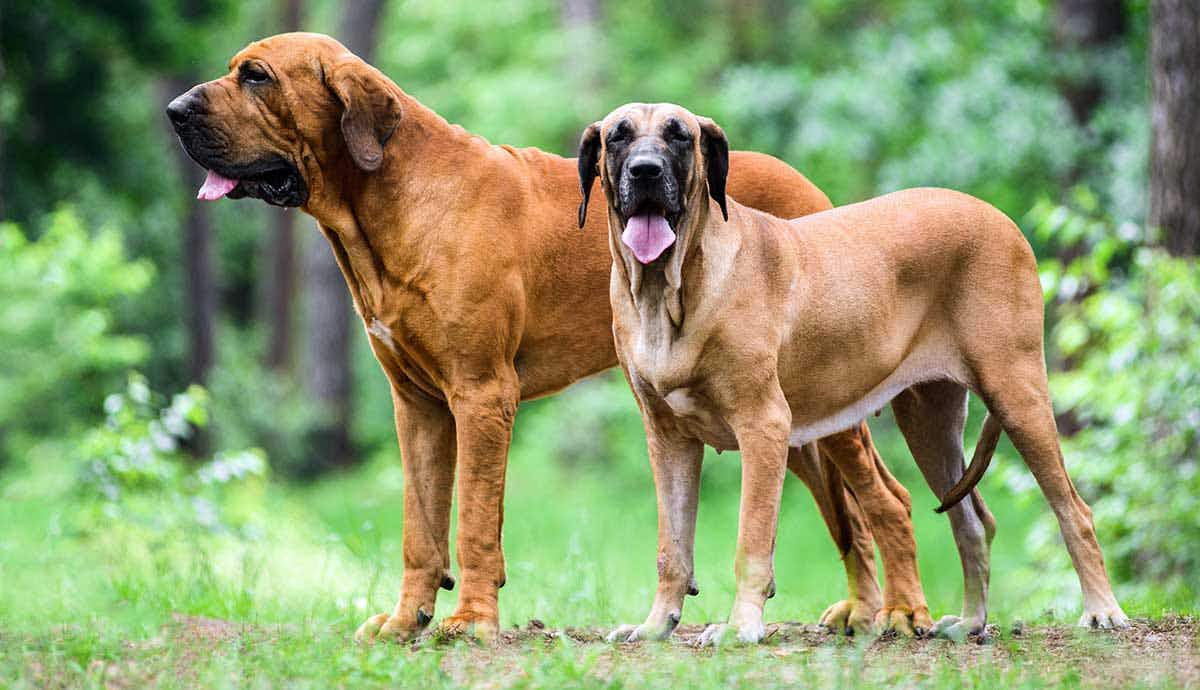 fila brasileiro dogs in forest