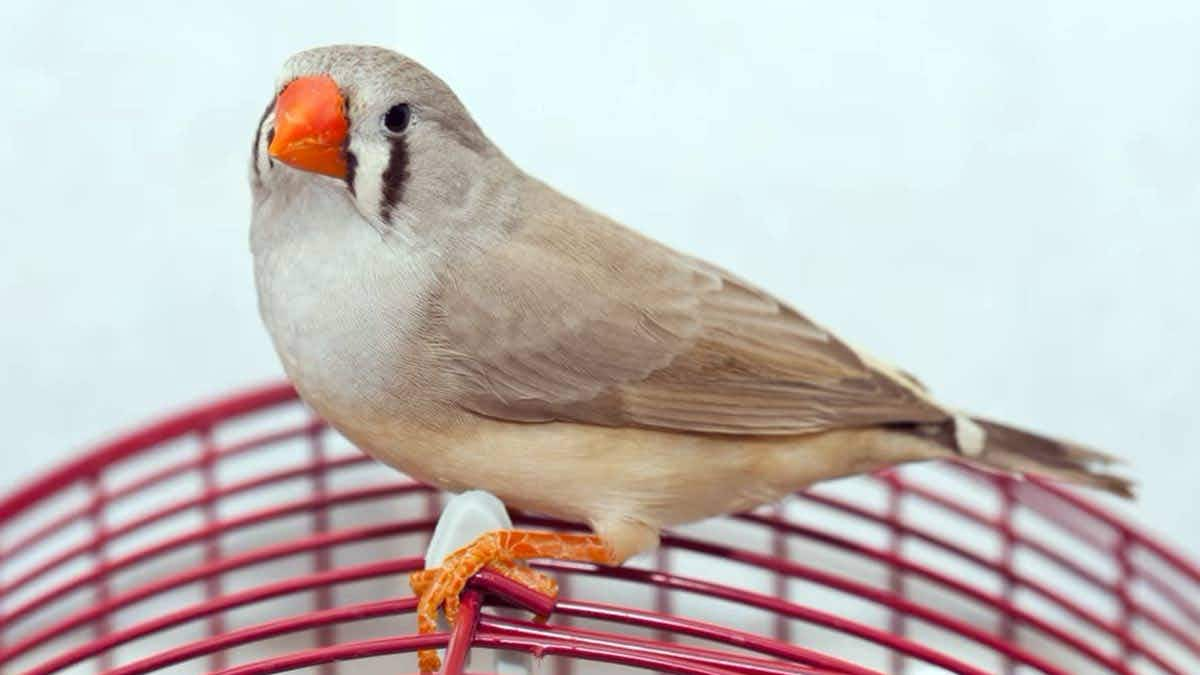 finch