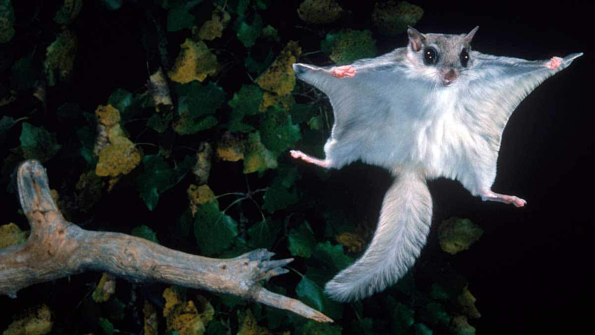 flying squirrel