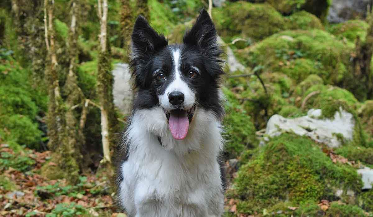 forest border collie