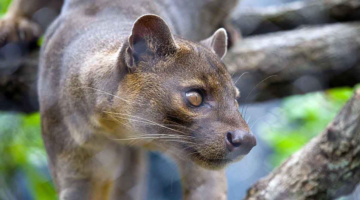 fossa mammal apex predator madagascar