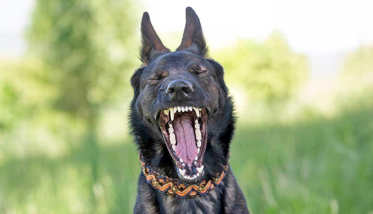 german shepherd mouth open showing teeth