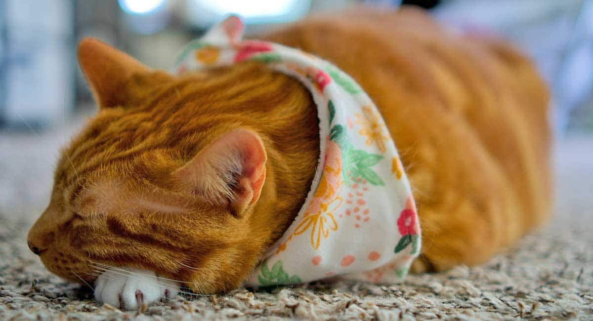 ginger cat sleeping