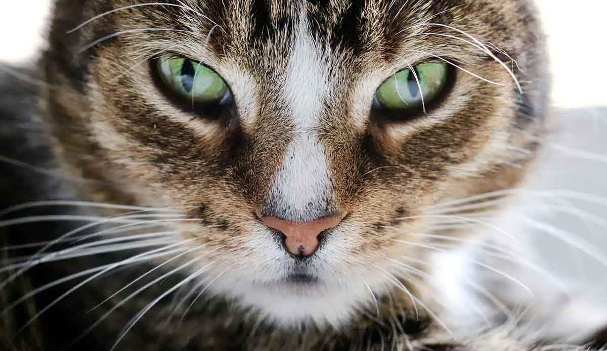 glaring tabby cat