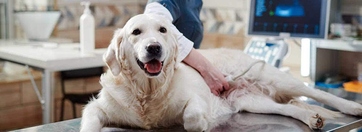 golden retriever getting ultrasound