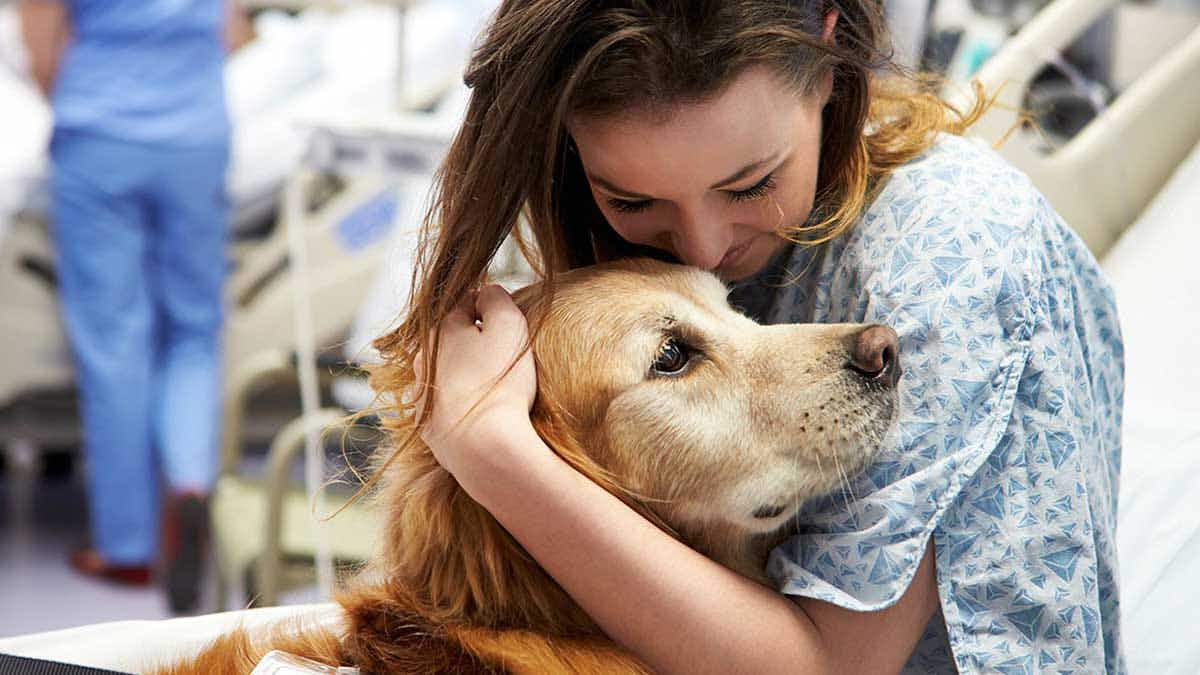 golden retriever therapy dog