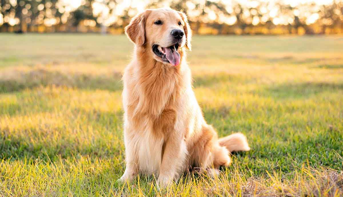 golden retriever