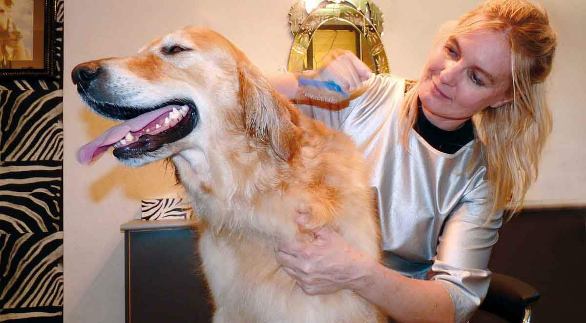 golden retreiver grooming