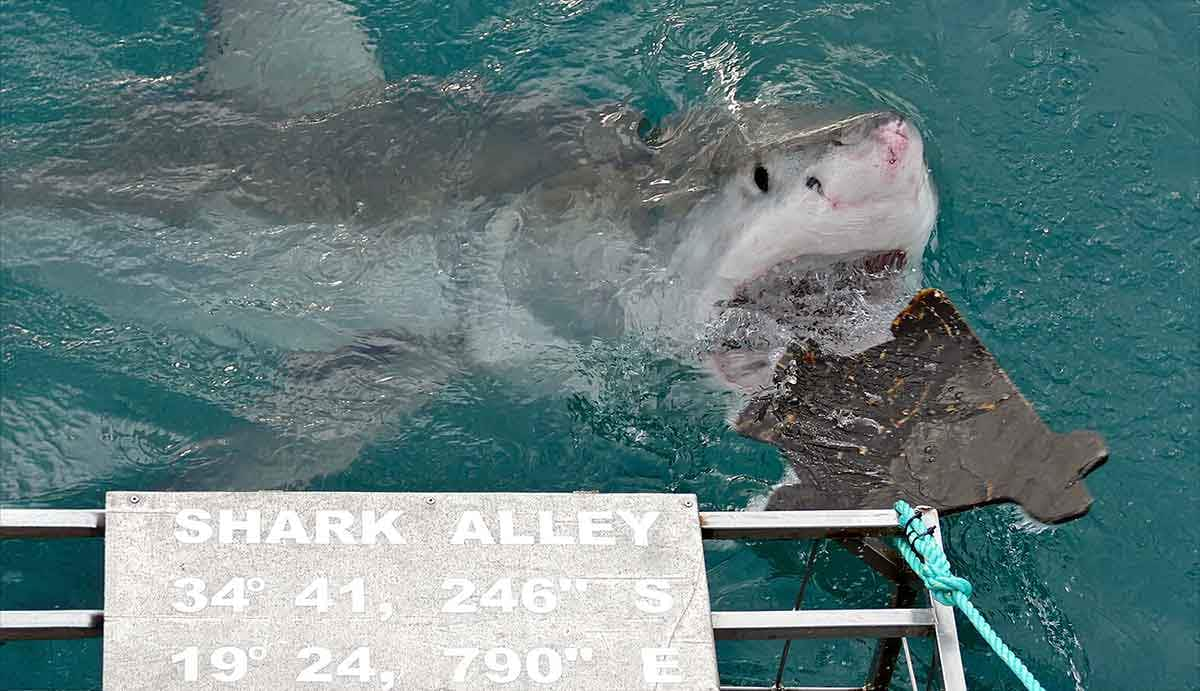 great white biting boat