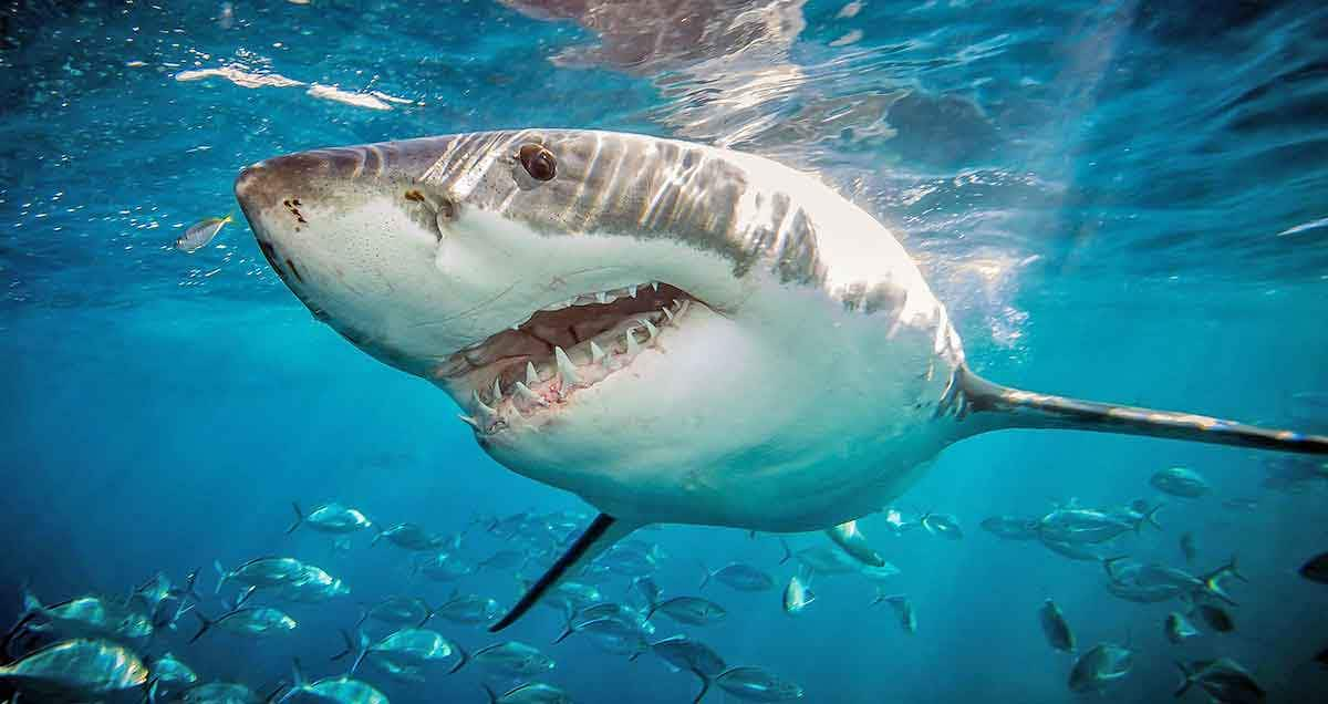 great white shark swimming through ocean