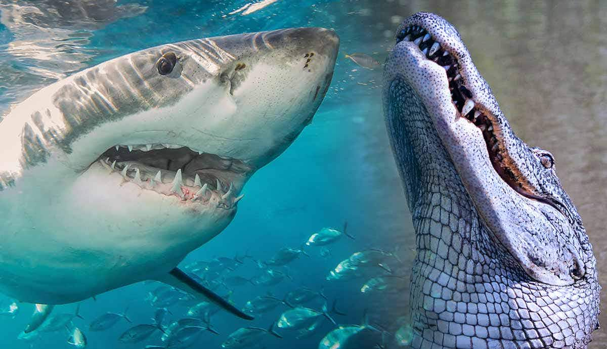 great white shark vs crocodile who would win