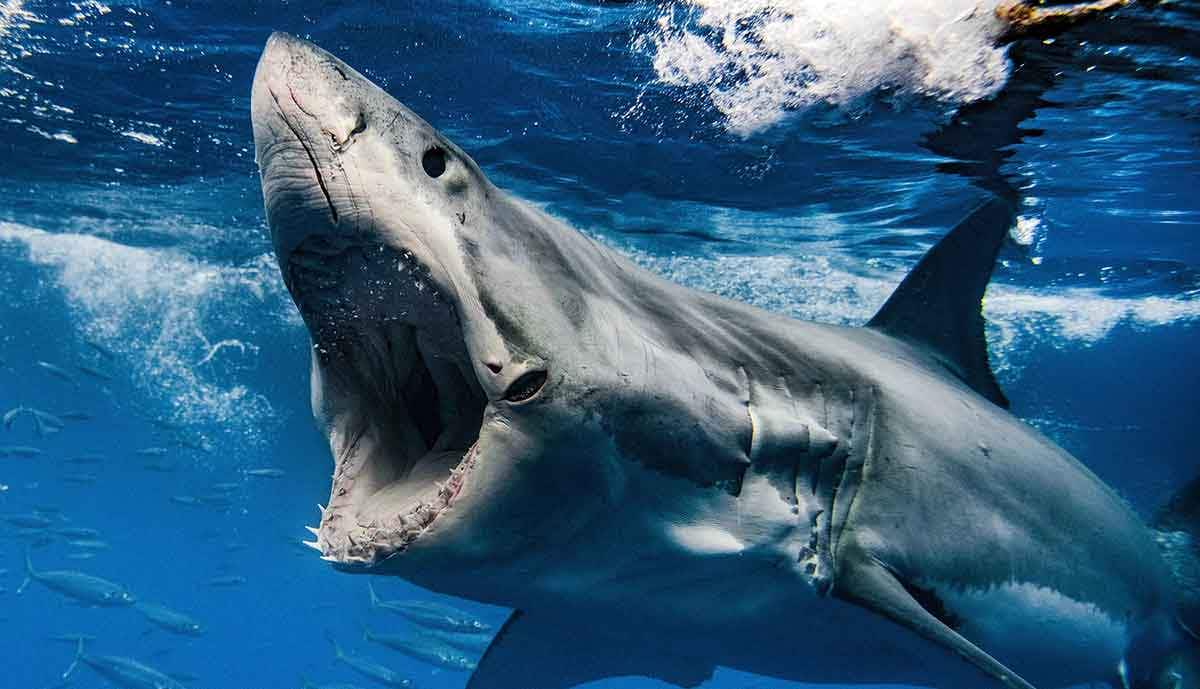 great white shark with jaws open