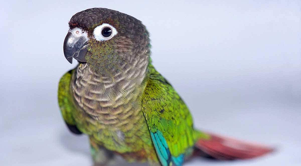 green cheeked conure