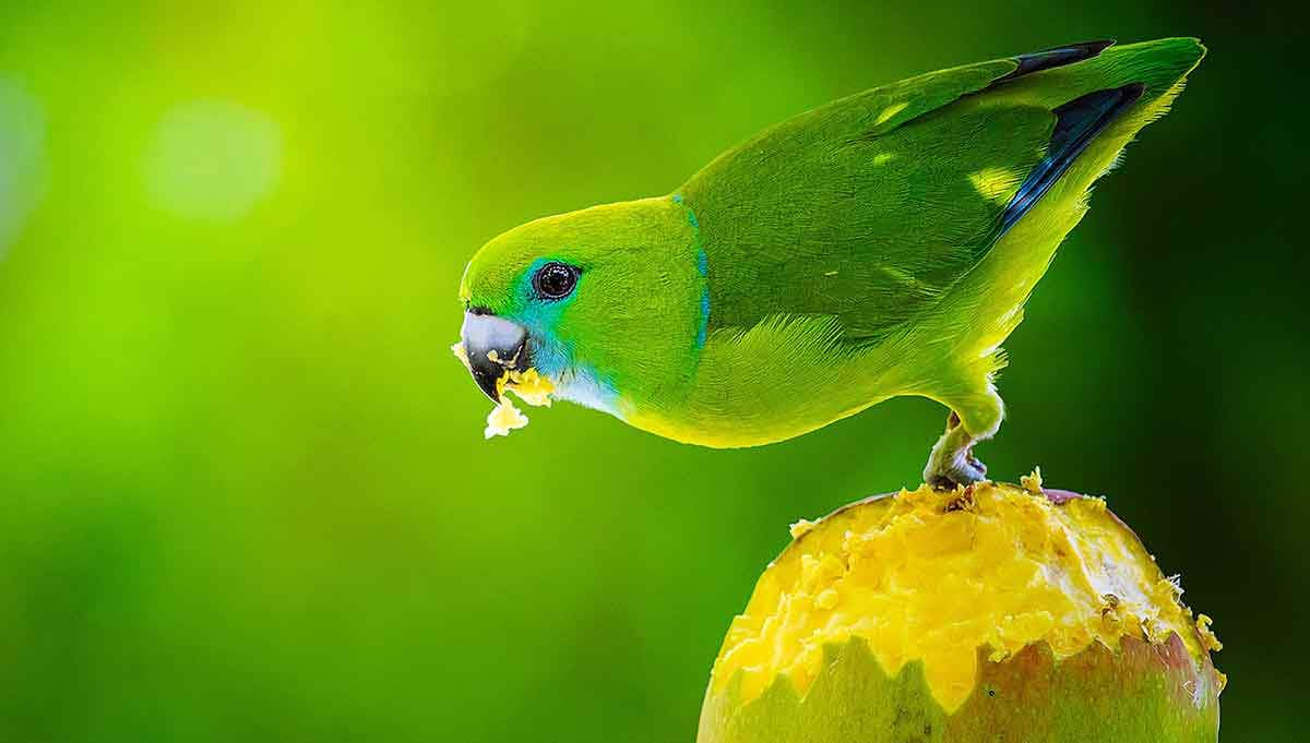 green parrot eating mango fruit