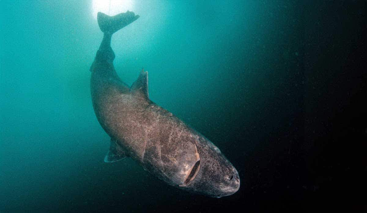 greenland shark