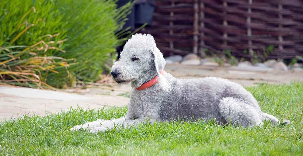 grey bedlington terrier laying on grass