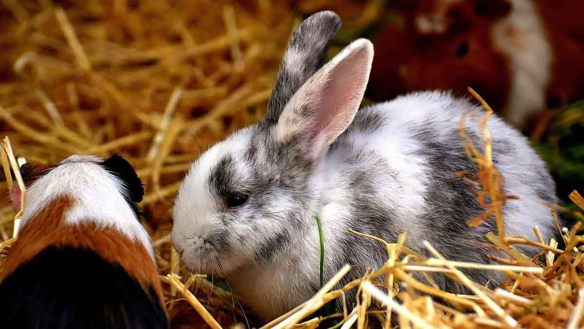 guinea pig and rabbit