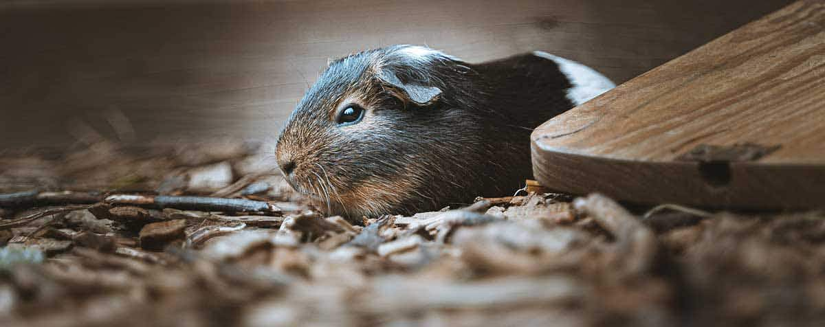 guinea pig awake at night