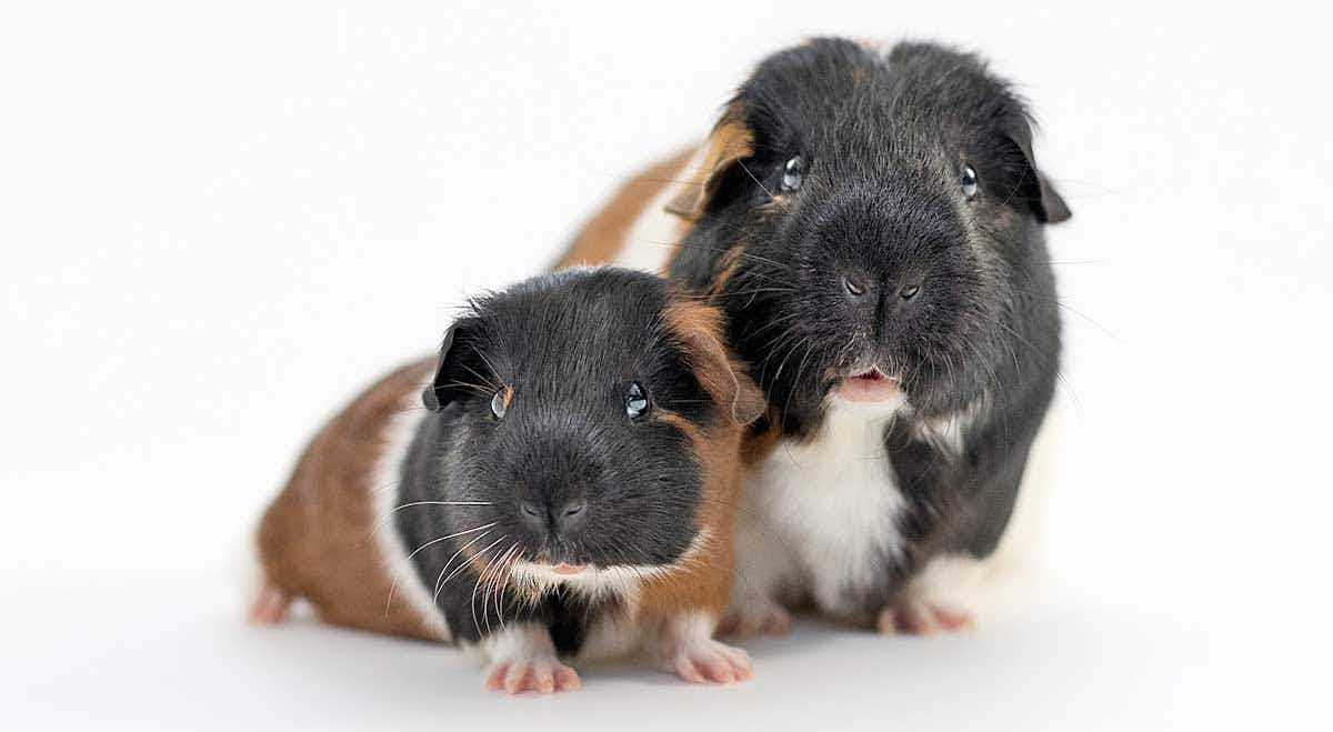 guinea pig baby