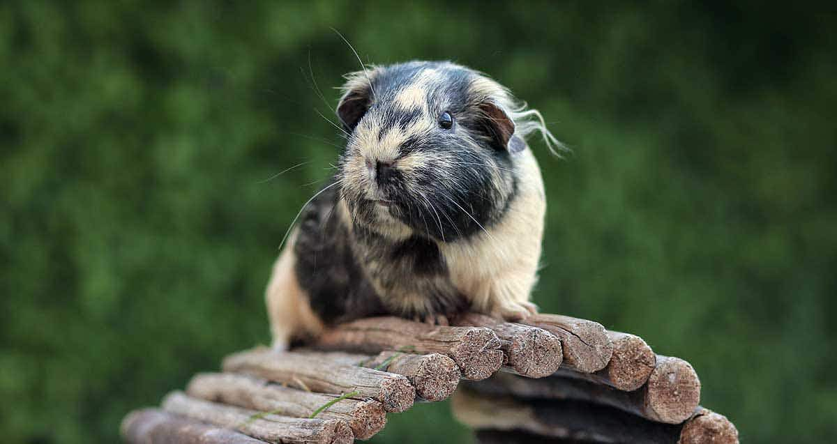 guinea pig dinural