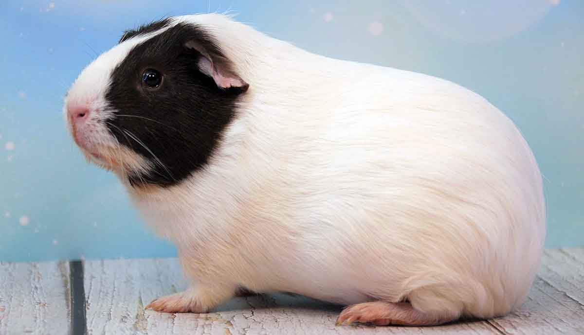 guinea pig feet