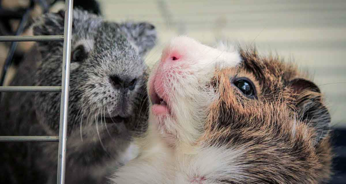 guinea pig fighting