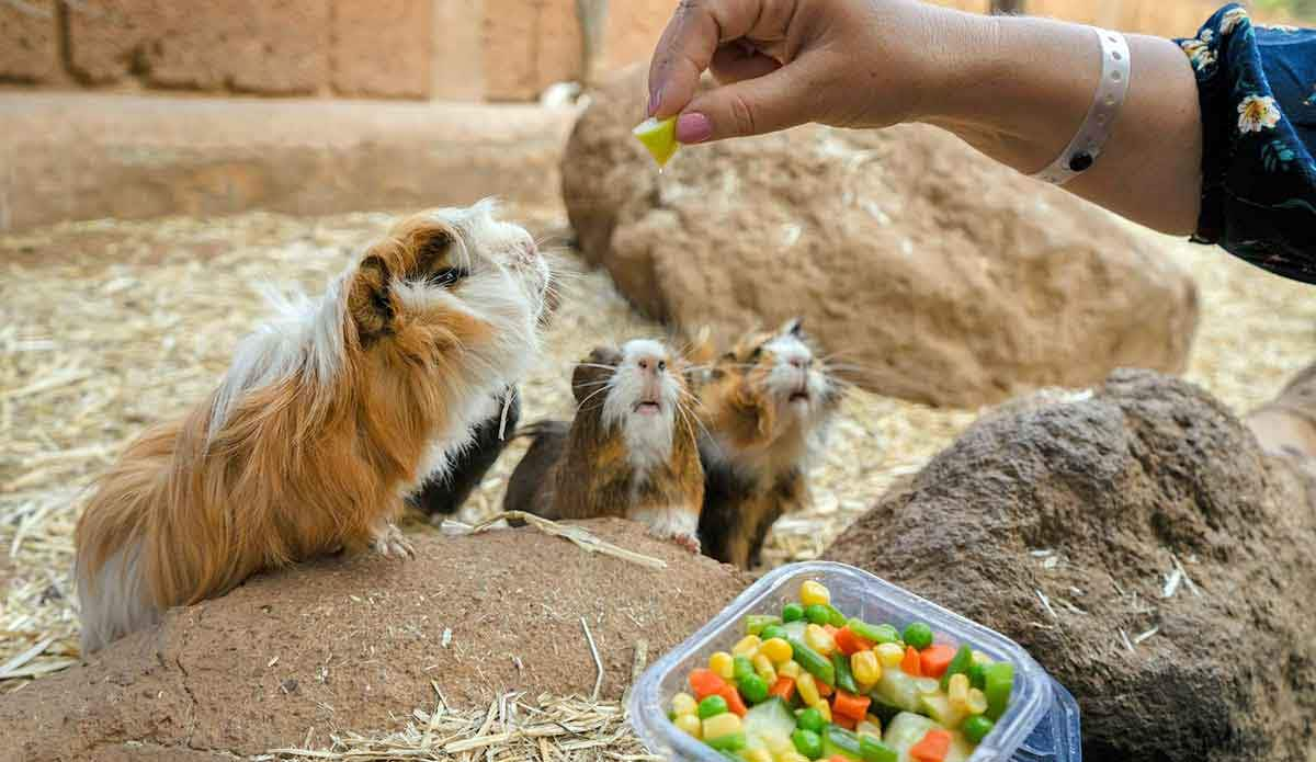 guinea pig herd eating