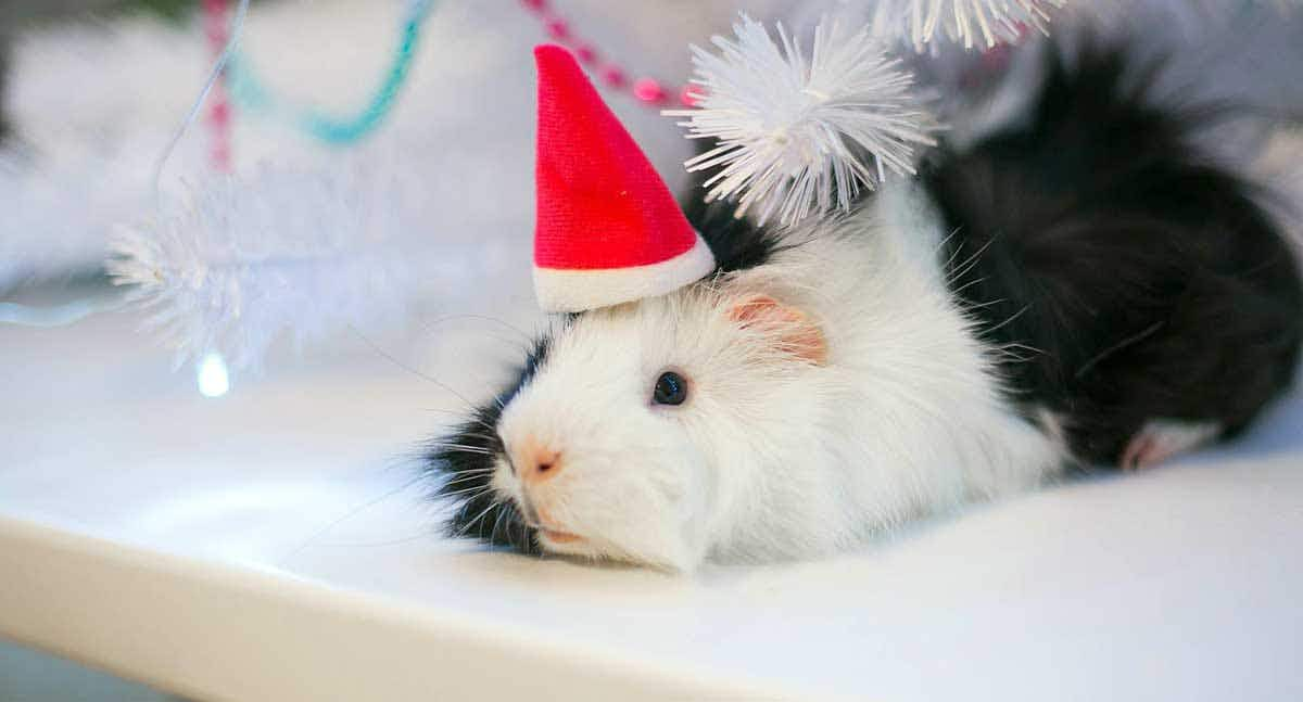 guinea pig laying down