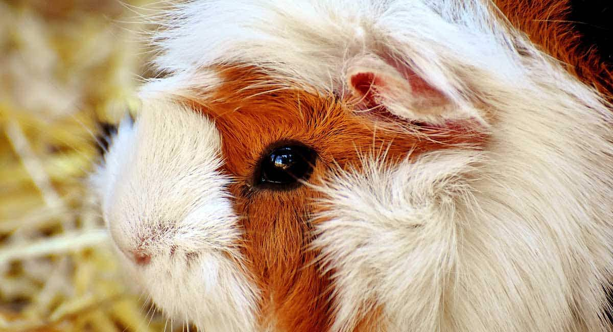 guinea pig lonely