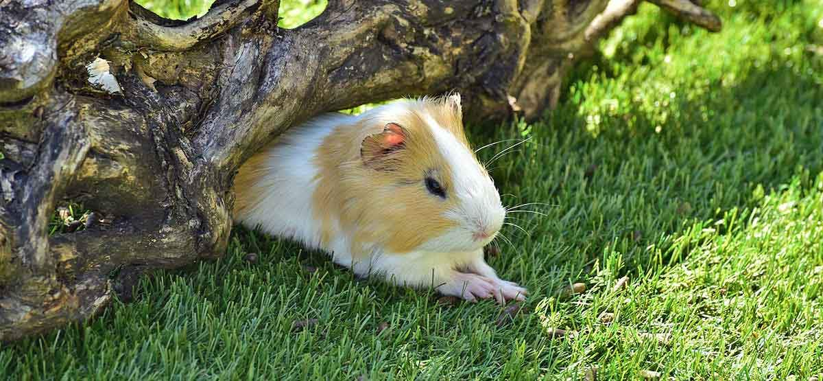 guinea pig napping