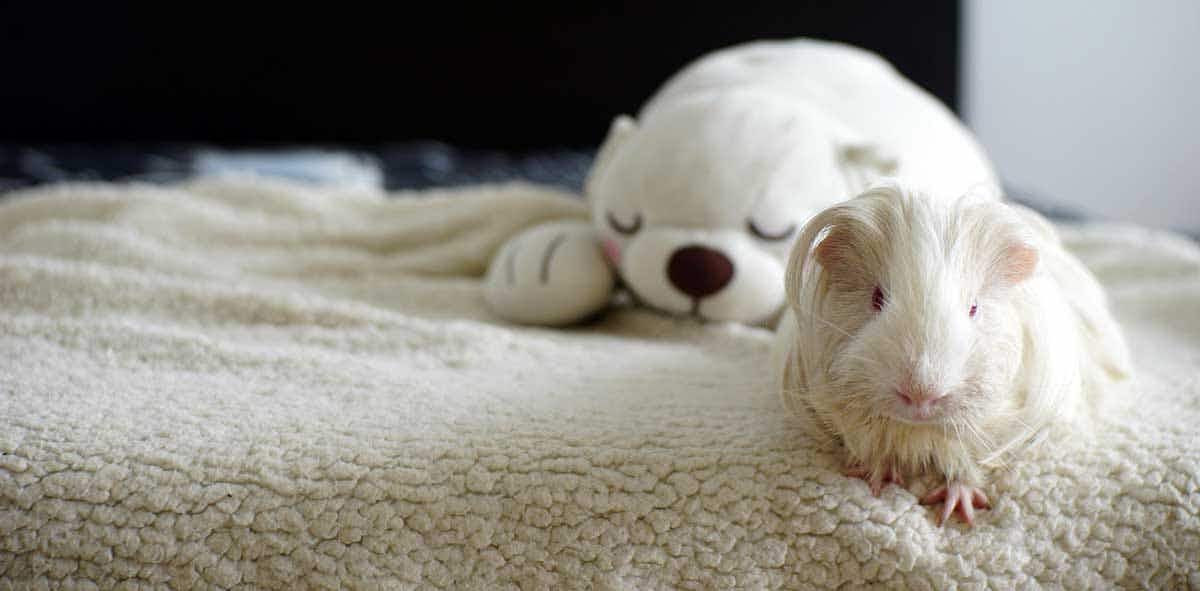 guinea pig on bed