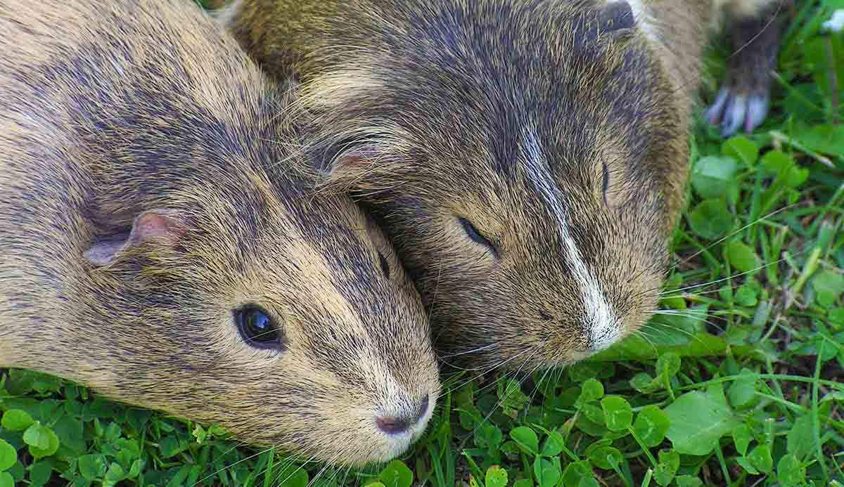 guinea pig pair resting