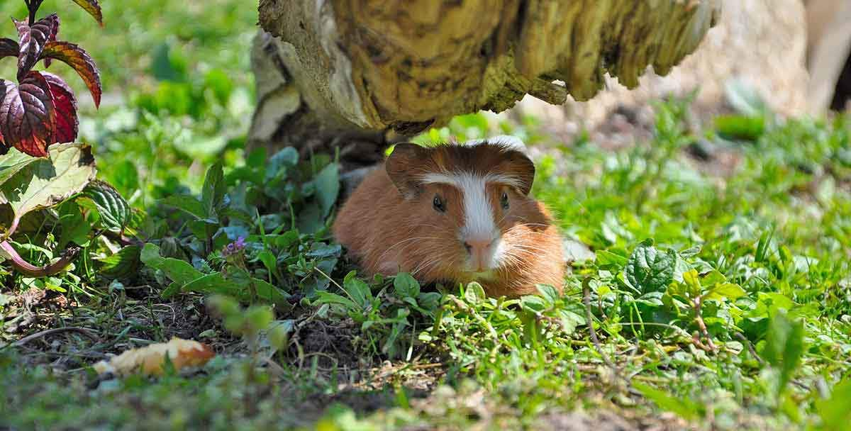 guinea pig rest wild