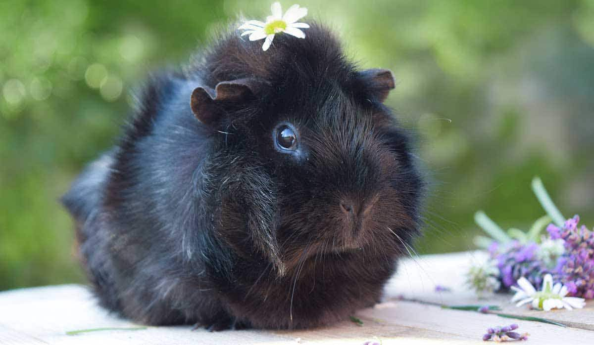 guinea pig rodent