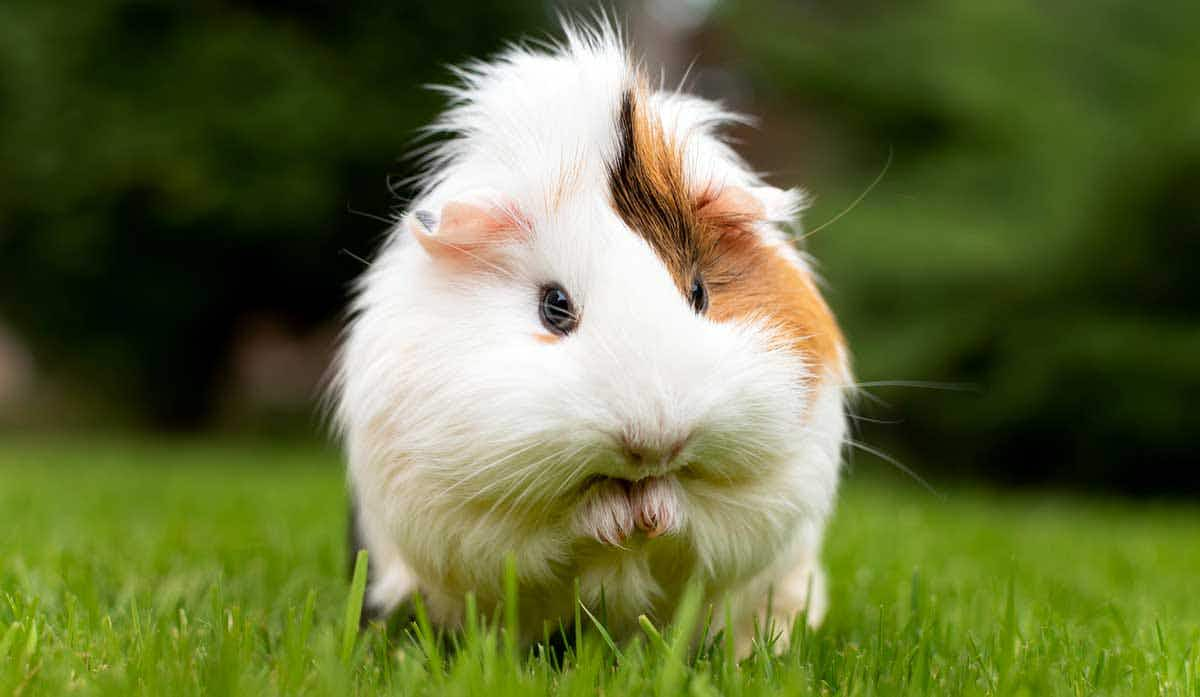 guinea pig self grooming