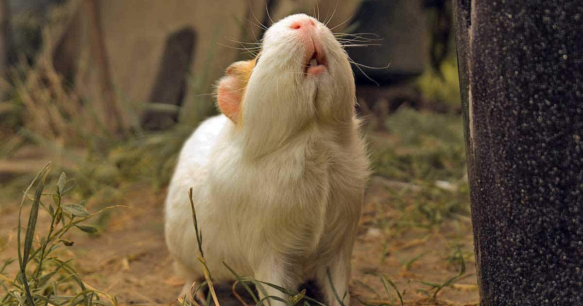 guinea pig teeth