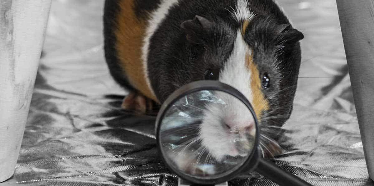 guinea pig testing