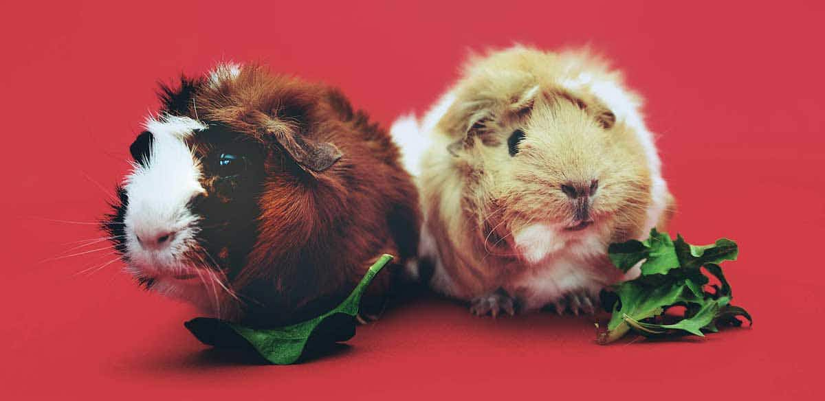 guinea pigs lettuce