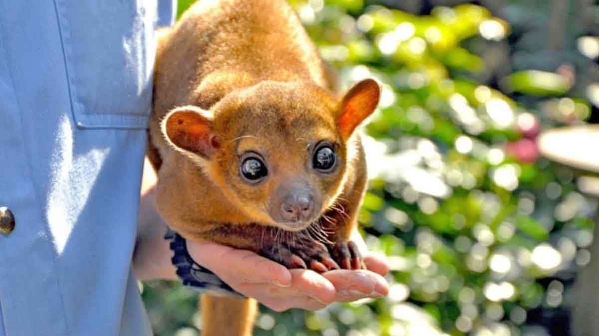 guy holding kinkajou