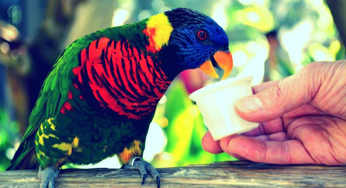 hand feeding parrot